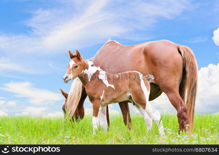 Mare and foal with white brown graze in the pasture on blue sky background