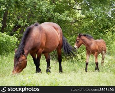 mare and her colt in pasture