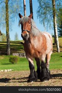 mare of brabant breed