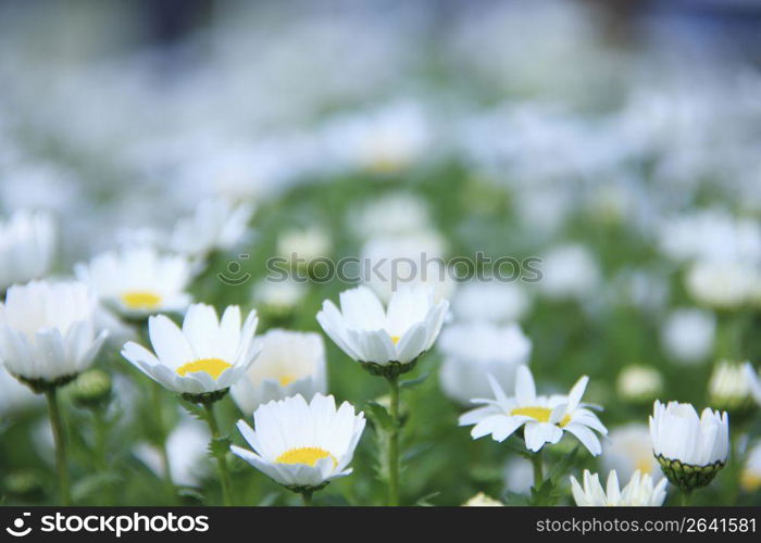 Marguerite