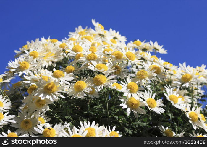 Marguerite