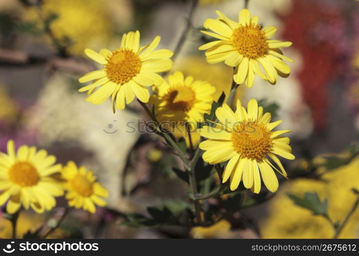 Marguerite