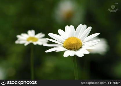 Marguerite