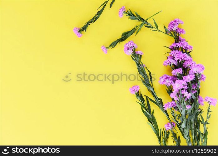 Marguerite daisy flower purple decorate on yellow background