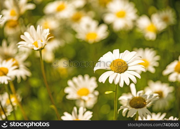 marguerite, flowers in a meadow in spring in Germany