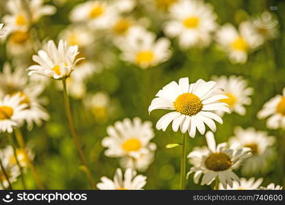 marguerite, flowers in a meadow in spring in Germany