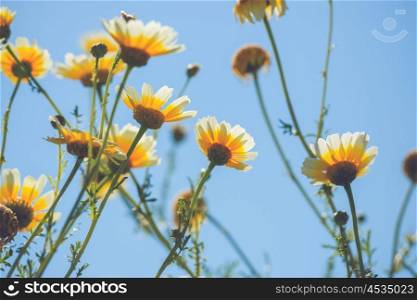 Marguerite flowers in yellow colors in the blue sky