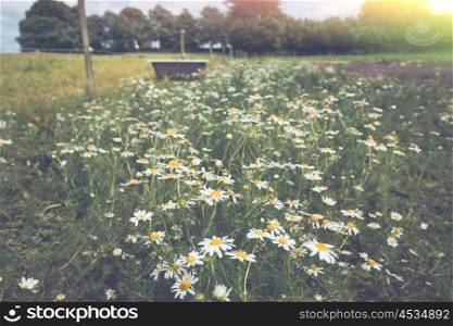 Marguerite flowers on a meadow in rural surroundings