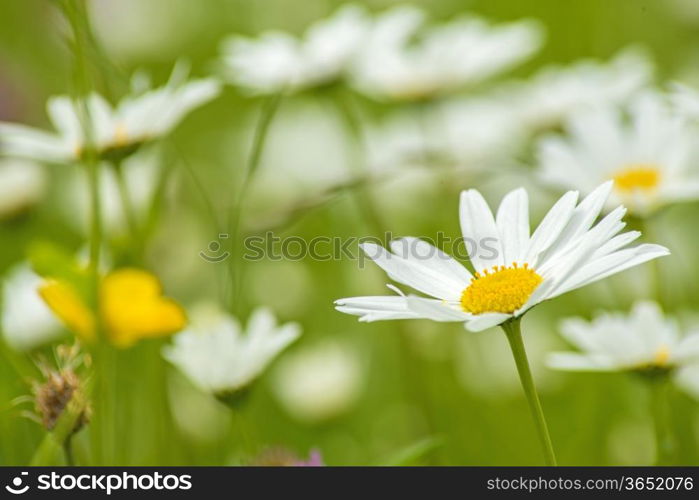 marguerite. Margerite