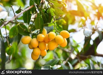 Marian plum fruit in marian plum tree in the garden tropical fruit orchard, Name in Thailand Sweet Yellow Marian Plum Maprang Plango or Mayong chid