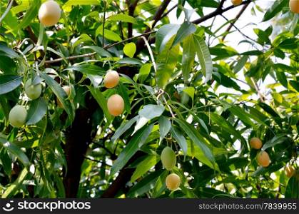 Marian plum or Maprang (Thai fruit) hang on tree