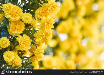 Marigold bunch flower yellow on background