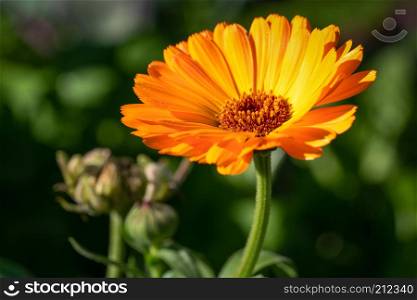 Marigold (Calendula officinalis), close-up of the flower in autumn colours