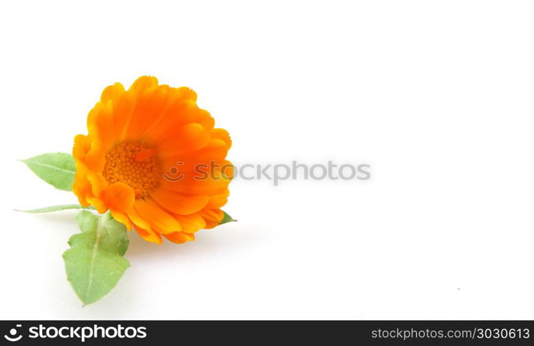 Marigold - Calendula officinalis isolated on white background