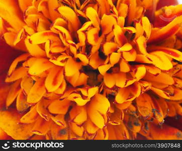 Marigold close up