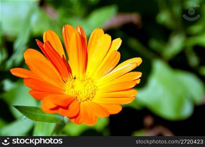 Marigold flower