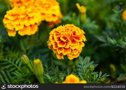 marigold flower blossom on the garden, flower yellow and orange marigold flowers for decorate garden