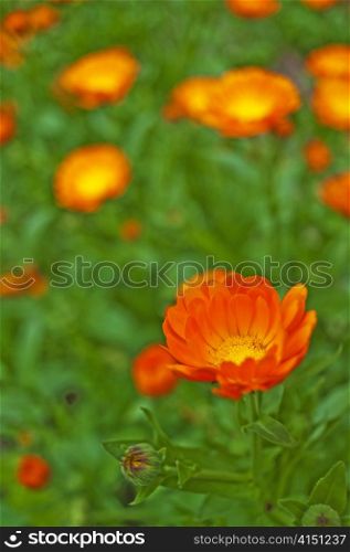 marigold flower . Calendula