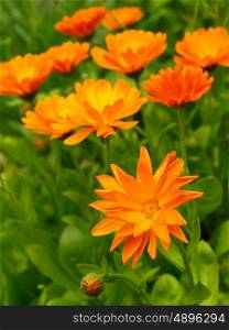 marigold flower . Calendula