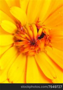 marigold flower close-up