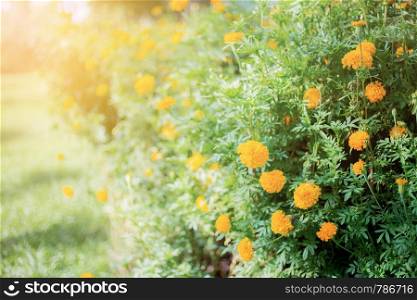 Marigold flower in garden with the sunlight.