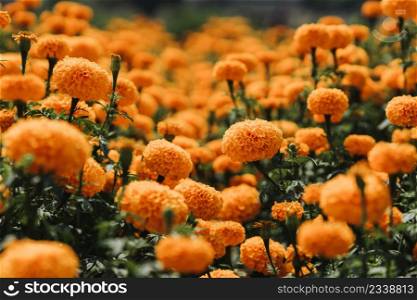 marigold flower in graden
