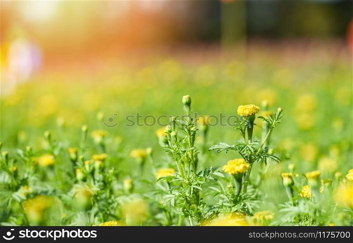 Marigold flower in the yellow garden in the summer / nature flowers field concept