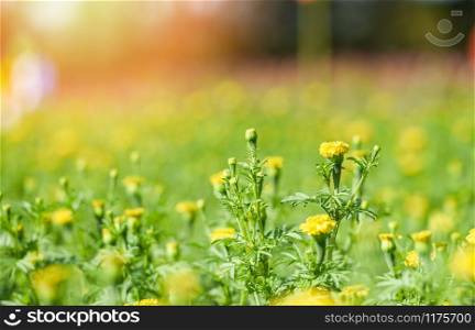 Marigold flower in the yellow garden in the summer / nature flowers field concept