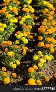 Marigold flower in yellow and orange color.