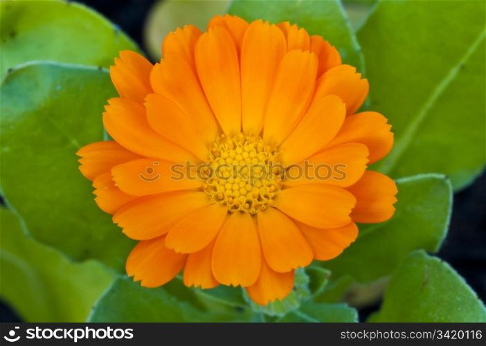 marigold flower with its seeds. Calendula
