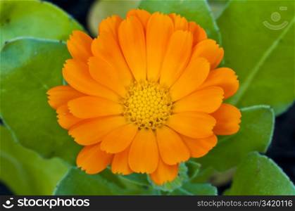 marigold flower with its seeds. Calendula