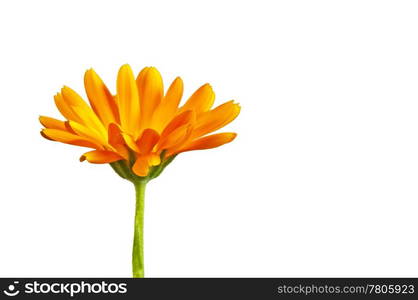 marigold flower with its seeds. Calendula