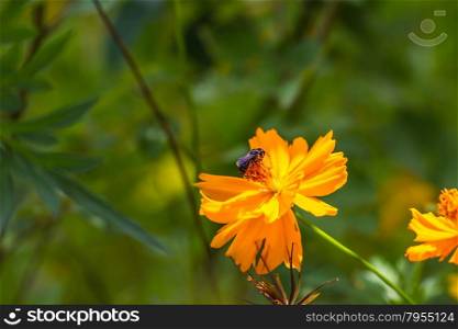 Marigold flowers and bee, field in summer garden Thailand