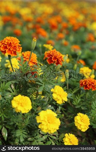marigold flowers blooming in field, floral background