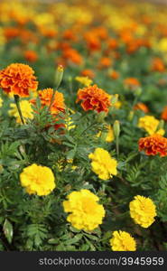 marigold flowers blooming in field, floral background