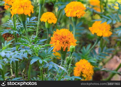 Marigold flowers field, summer in garden Thailand