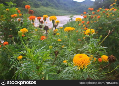 Marigold flowers field, summer in garden Thailand