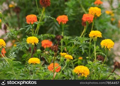 Marigold flowers field, summer in garden Thailand