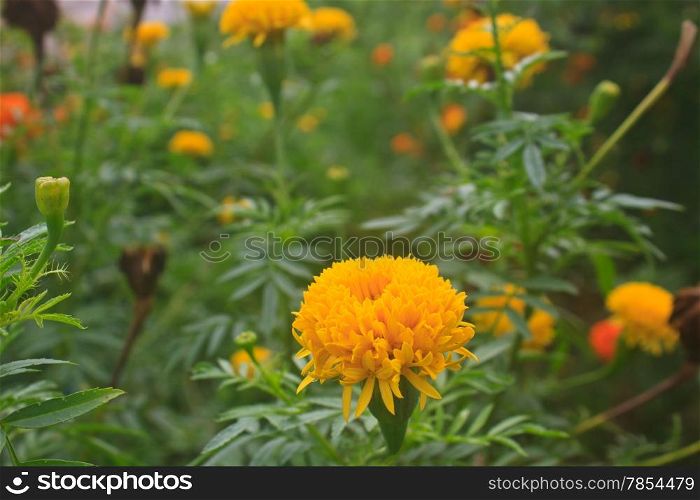 Marigold flowers field, summer in garden Thailand