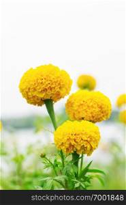Marigold flowers in the garden with white background.