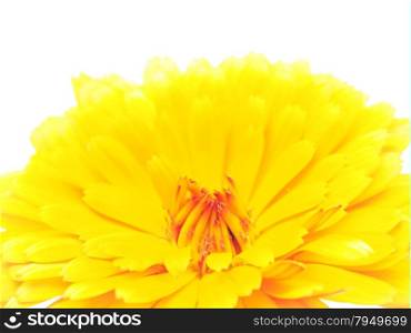 marigold flowers on a white background
