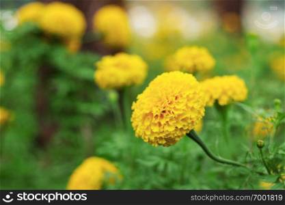 Marigold in garden with the beauty of nature.