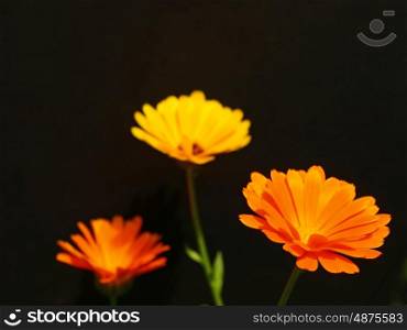 marigold on a blck background. Calendula