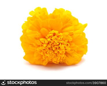 Marigold on a white background