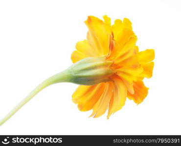 marigold on white background