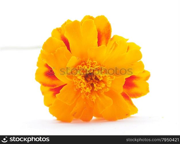 marigold on white background