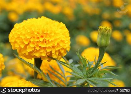Marigold Yellow Flower, Yellow Marigold Flower in nature garden