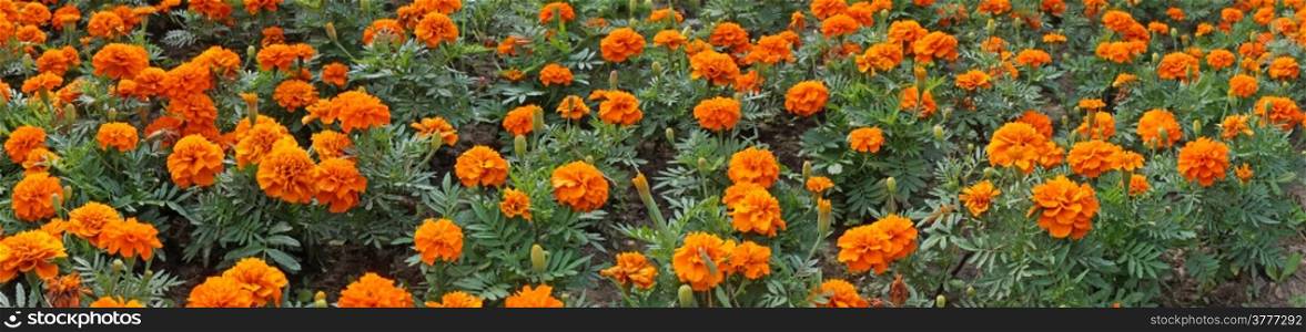 Marigolds in the flowerbed - panoramic image