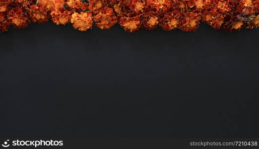 Marigolds on a black background. Marigolds or tagetes with copy space isolated on black.. Marigolds on a black background