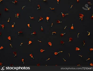 Marigolds on a black background. Pattern with Marigold flower petals on black background. Flat lay.. Marigolds on a black background